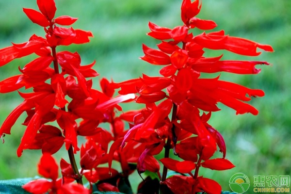 一串红的原产地在哪？什么季节开花？