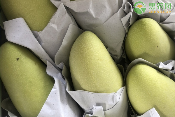 玉文19号芒果特点是什么？是什么品种？