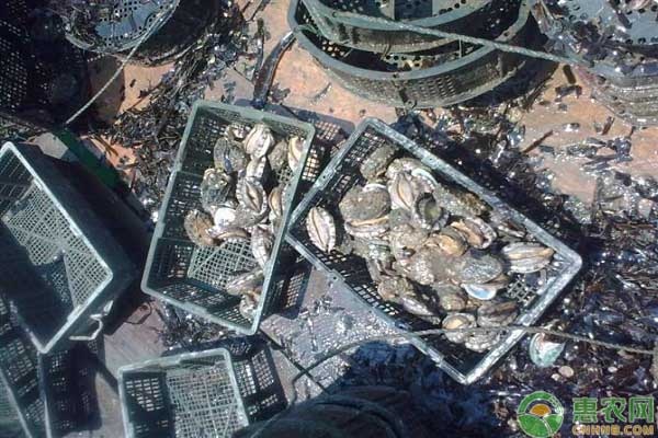 半纹鲍产地在哪？干鲍和鲜鲍有什么区别？