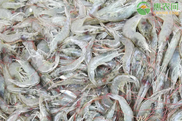 河虾品种有哪些？