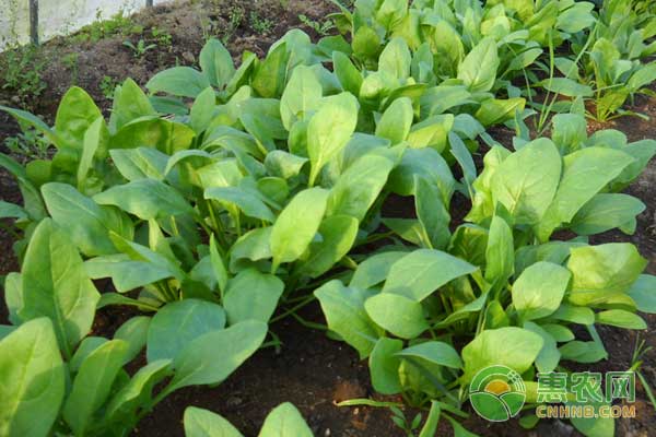 寒露过后可以种什么菜？