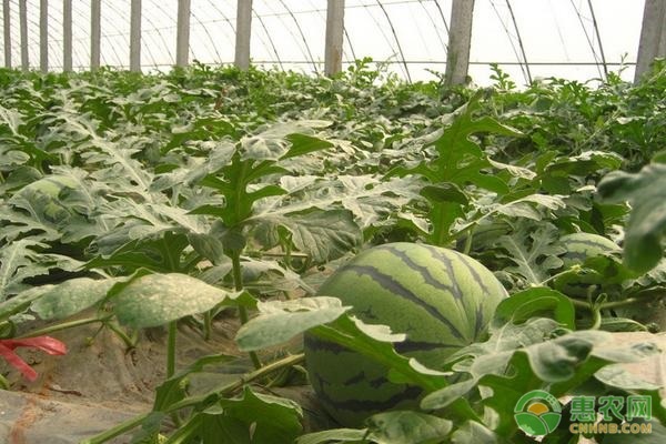耐重茬的西瓜品种有哪些？
