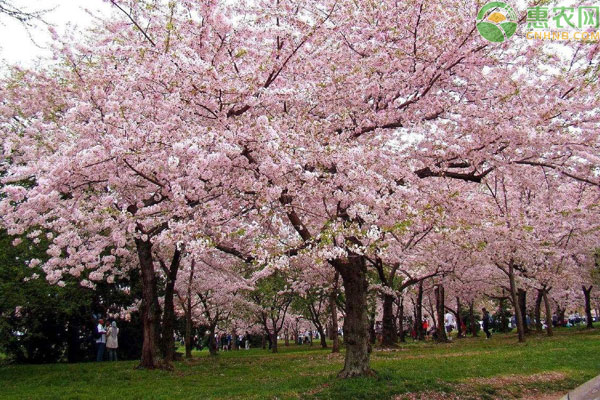 日本樱花有几朵花瓣？和中国樱花的区别是什么？