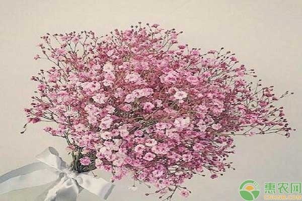 花朵小的花有哪些？