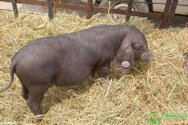 肥肉型猪品种有哪些？