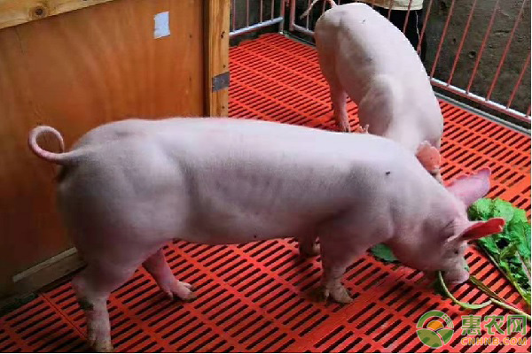瘦肉型猪品种有哪些？