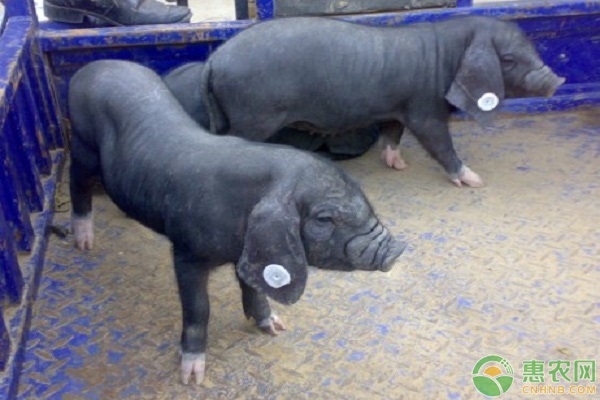 瘦肉型猪和肥肉型猪有什么区别？