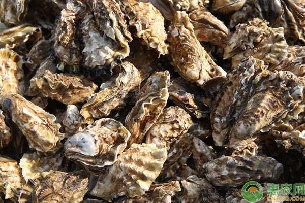 维吉尼亚牡蛎产地在哪？品种有哪些？