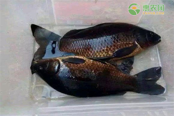 常见鲫鱼的品种大全