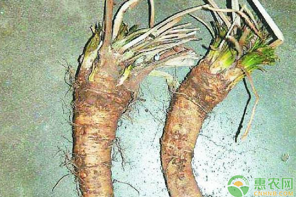 芥末是什么植物？