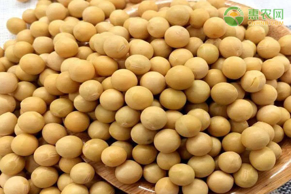我国大豆主产区介绍