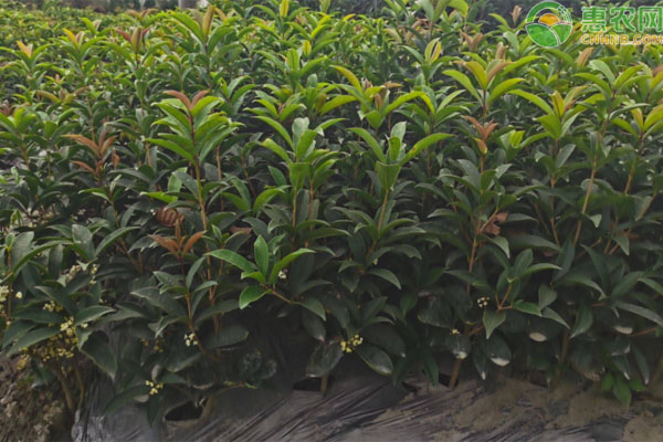 桂花几月开花？花期多长？