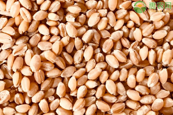 什么小麦种子最好产量高？