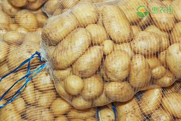 晚熟马铃薯品种都有哪些？