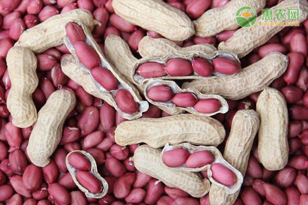 花生种子怎么挑选？如何判断好坏？