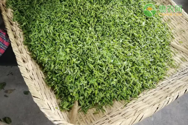 陈茶和新茶怎么区分？