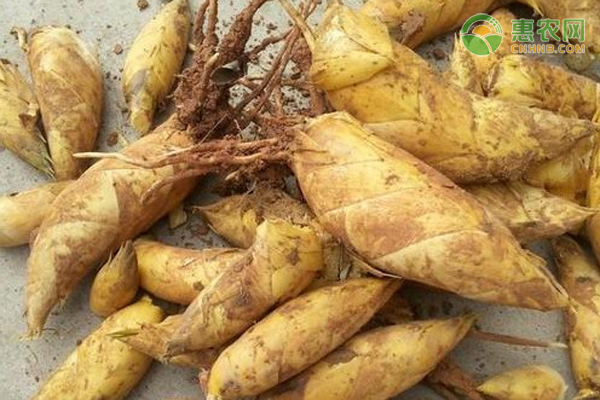 冬笋可以大规模冷藏吗？新鲜冬笋有哪些保存方法？