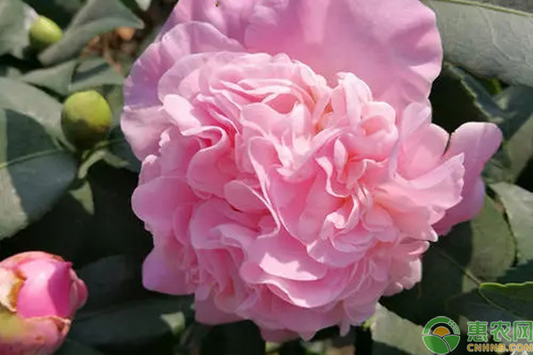 香妃茶花品种有什么特点？适合室内养吗？