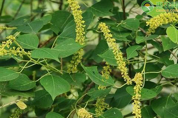 7至12月份蜜源植物