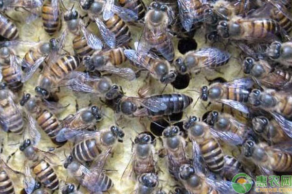 南方养蜜蜂用哪种蜂王好？怎样挑选好的蜂王？