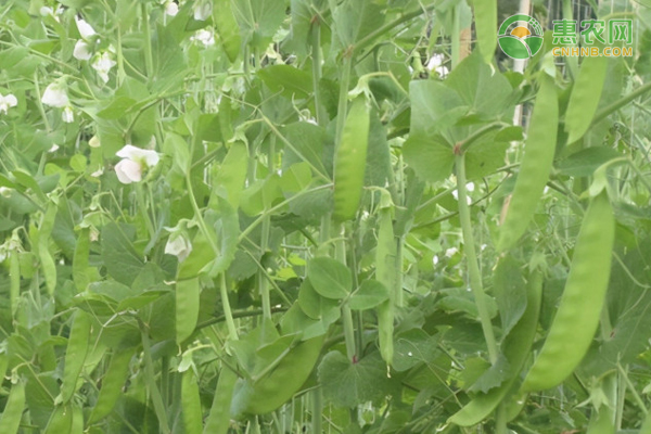 早熟型豌豆品种有哪些？豌豆什么时候成熟？