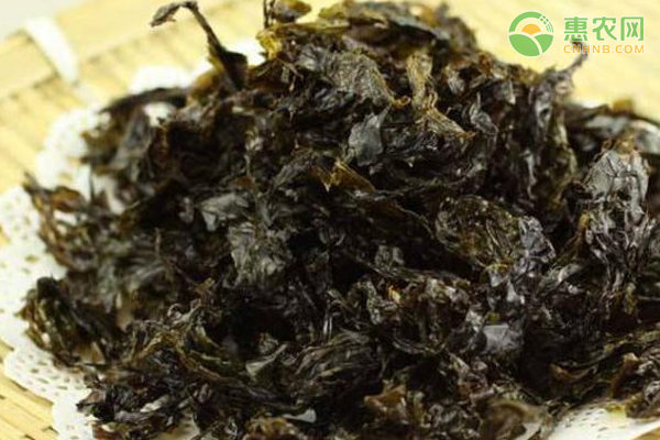 三水紫菜还有营养吗？头水紫菜和普通紫菜的区别有哪些？