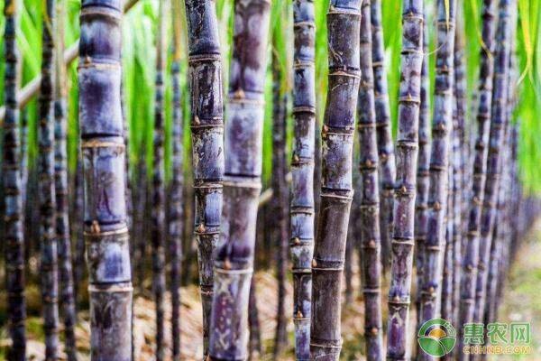 甘蔗是怎么榨糖的？糖蔗和果蔗的区别在哪？