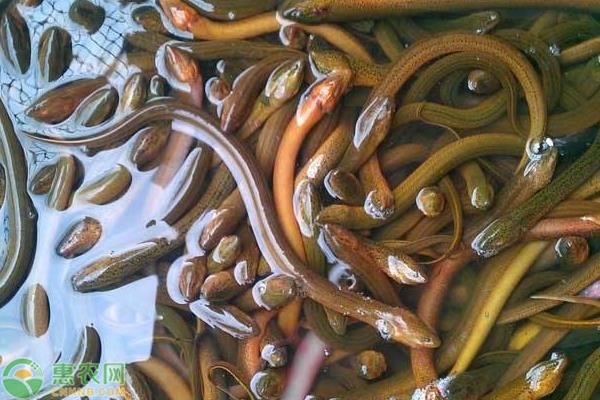 花鳝苗价格多少钱一尾？怎么运输存活率高？