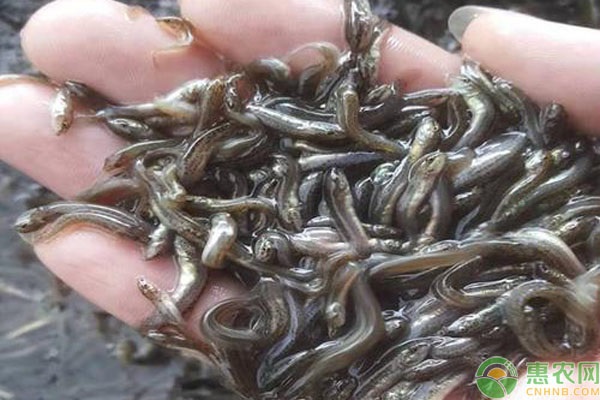 美国香鳅苗哪里有卖？品种特点有哪些？