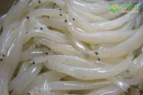 寡齿短吻银鱼怎么样？银鱼是什么鱼？