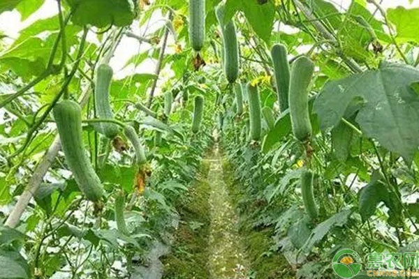 肉丝瓜和香丝瓜有何区别？丝瓜要怎么挑选好？