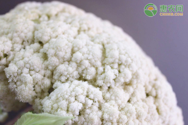 花菜上面黑点还能吃吗？怎么挑选花菜？