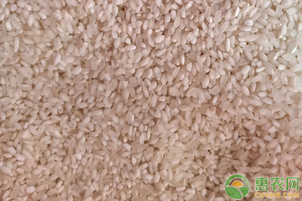 吉林省哪里的大米最好吃最出名？