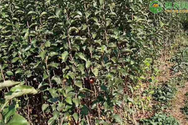 瑞香红苹果苗哪里有卖的？品种有何优缺点？