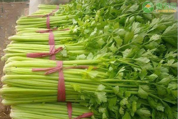 12月份时令蔬菜有哪些？