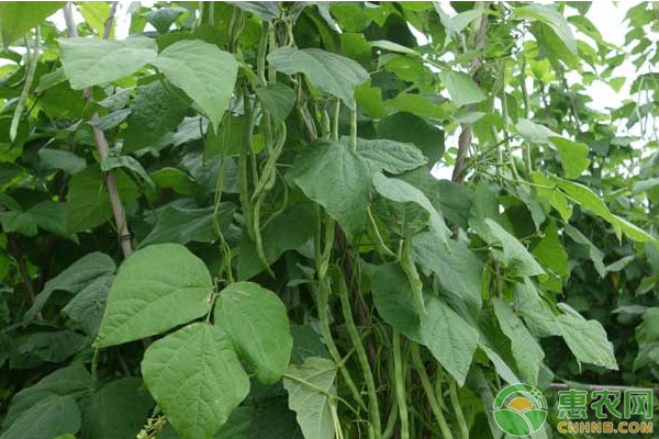 南方种植的四季豆品种有哪些？