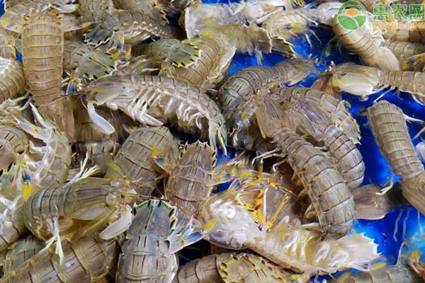 皮皮虾怎么剥？皮皮虾公母怎么区分？