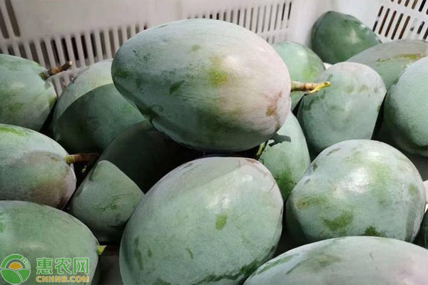 南方可以种什么品种的芒果？