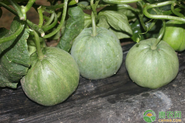 南方适合种植什么品种的甜瓜？