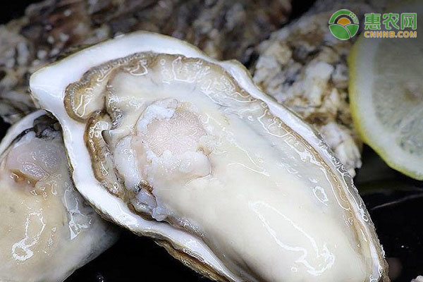 亚洲长牡蛎产地在哪？有何特点？
