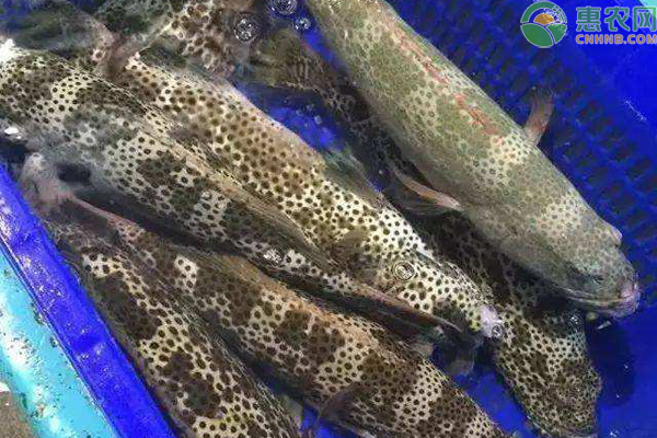 鲑点石斑鱼多少钱一斤？有什么特点？