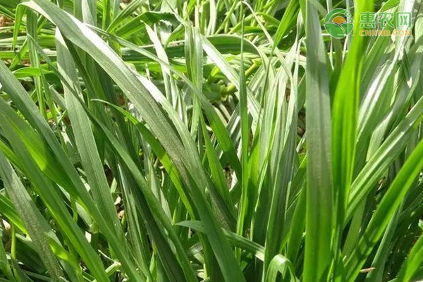 养猪可以种植哪些牧草品种？