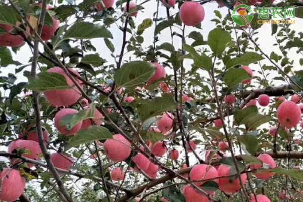 中熟苹果苗什么品种好？