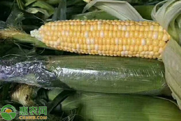贵州玉米品种有哪些？