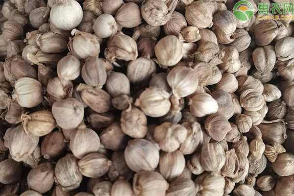 豆蔻价格多少钱一斤？分哪几种？