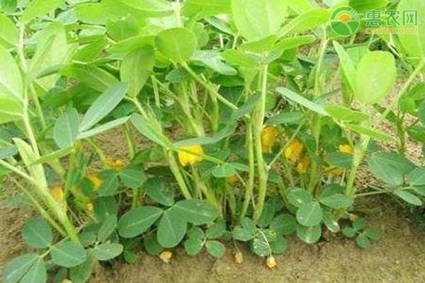 今年种什么样的花生品种好？