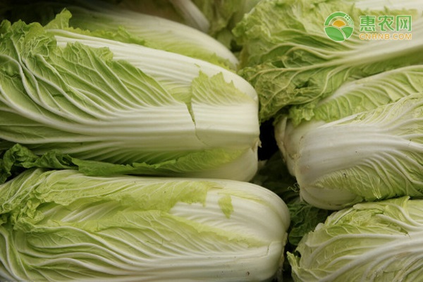 黄心白菜种子在哪有卖？黄心白菜和大白菜有什么区别？