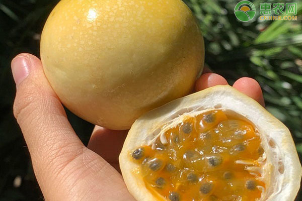 黄金百香果产地在哪？和紫色百香果有什么区别？