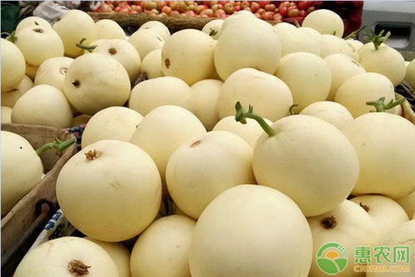 甜瓜是什么季节的水果？常见品种有哪些？