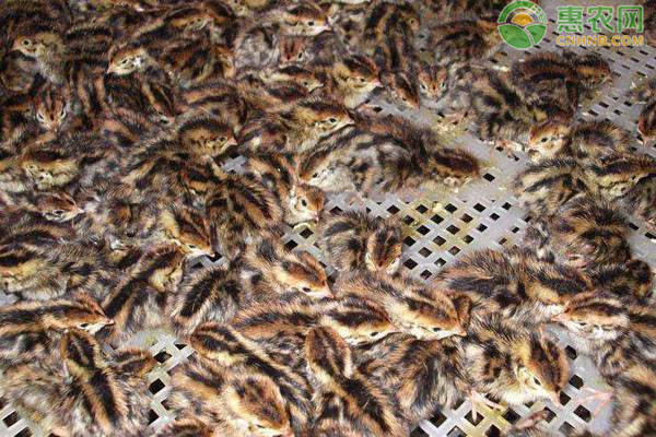 鹌鹑苗批发多少钱一只？怎么分公母？